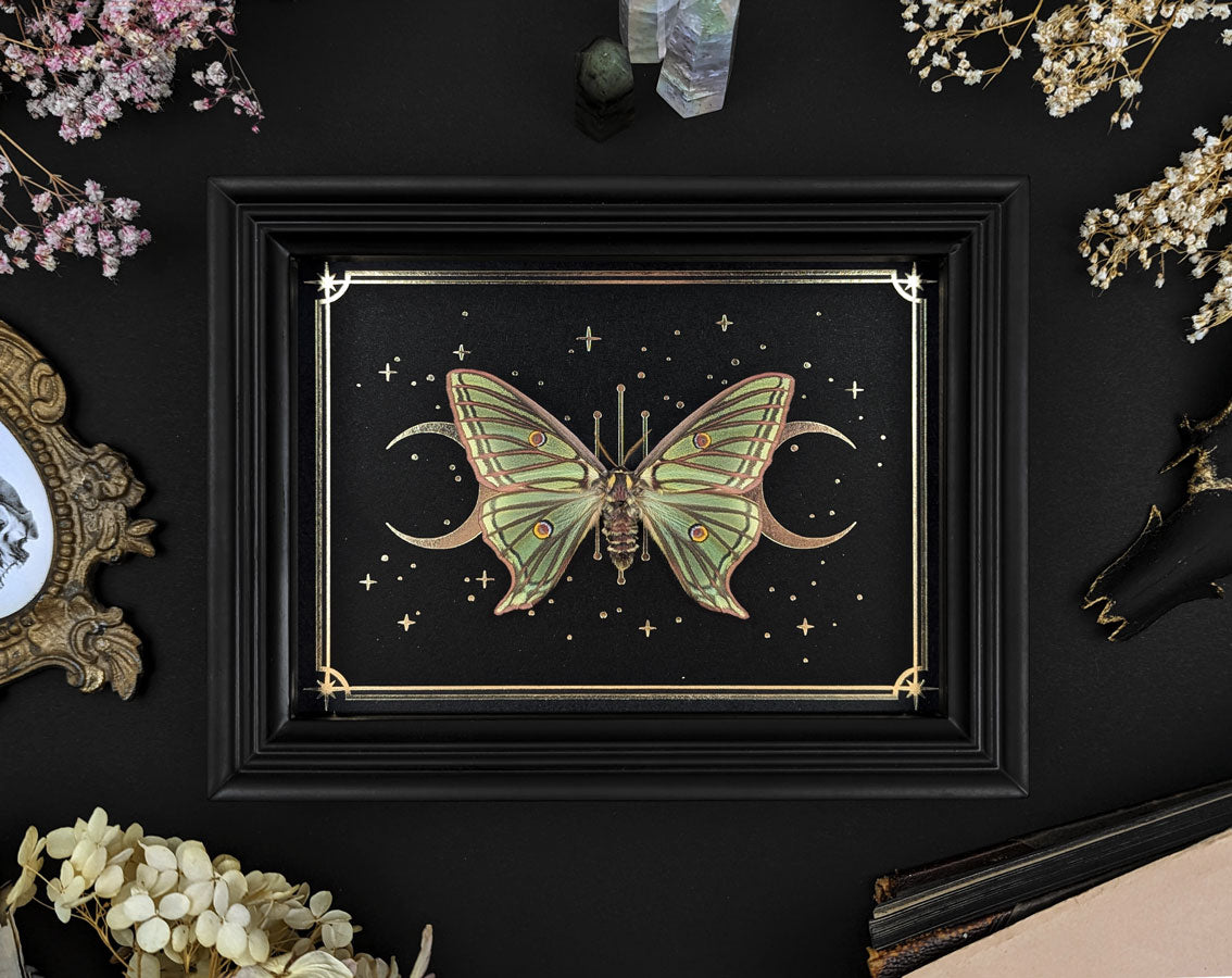 Isabellaspinner gerahmt mit Goldprint | echtes Actias isabellae Weibchen