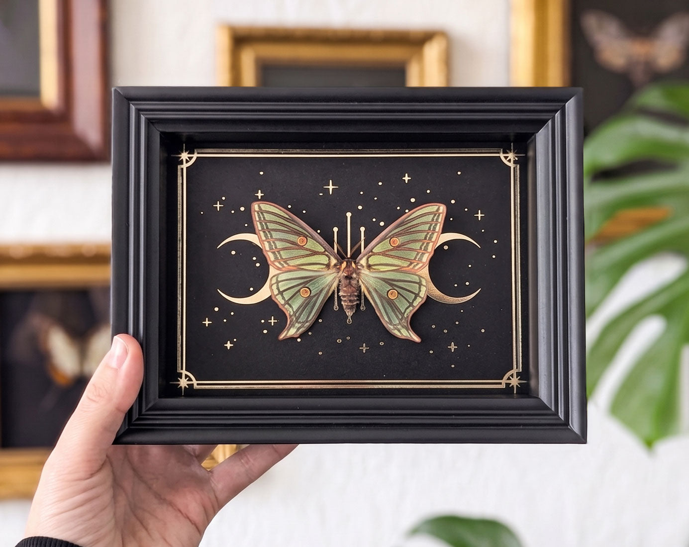 Isabellaspinner gerahmt mit Goldprint | echtes Actias isabellae Weibchen