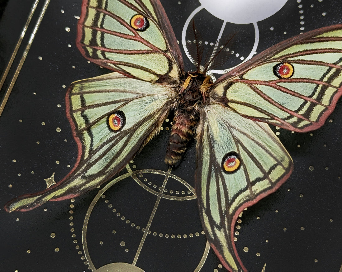 echter-eingerahmter-nachtfalter-graellsia-isabellae-isabellaspinner