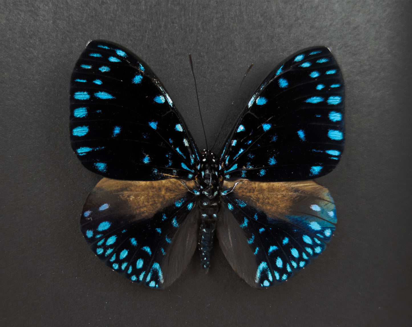 Hamadryas laodamia ♂
