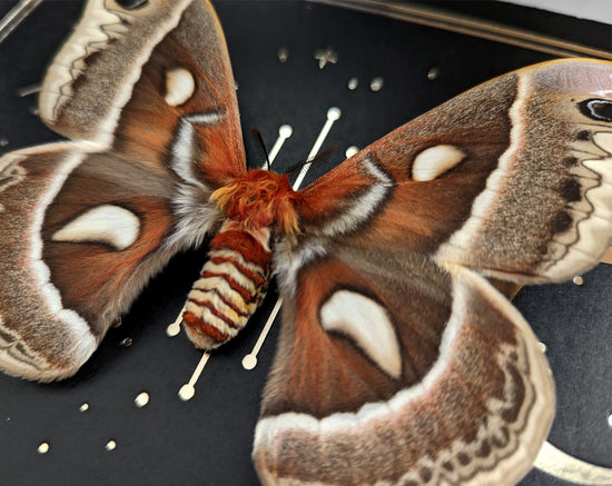 Hyalophora cecropia