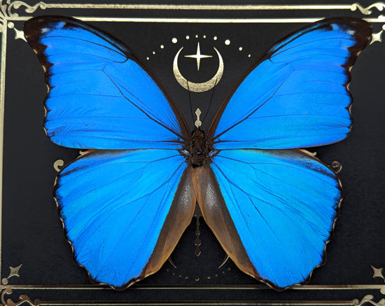 Morpho didius ♂