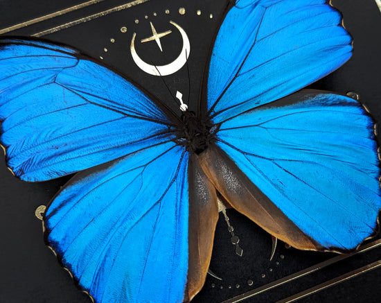 Morpho Didius ♂