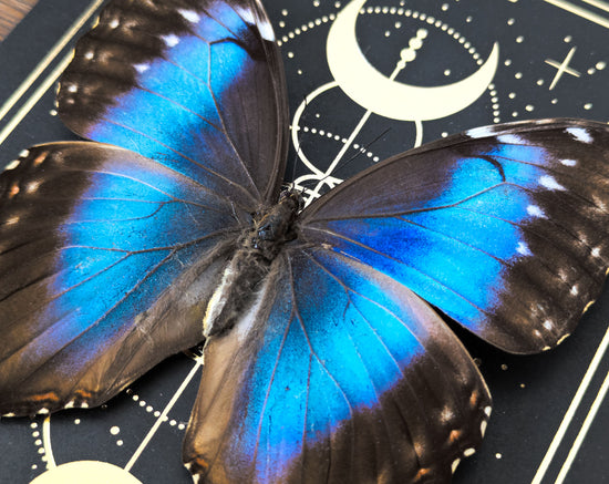 Morpho peleides ♀