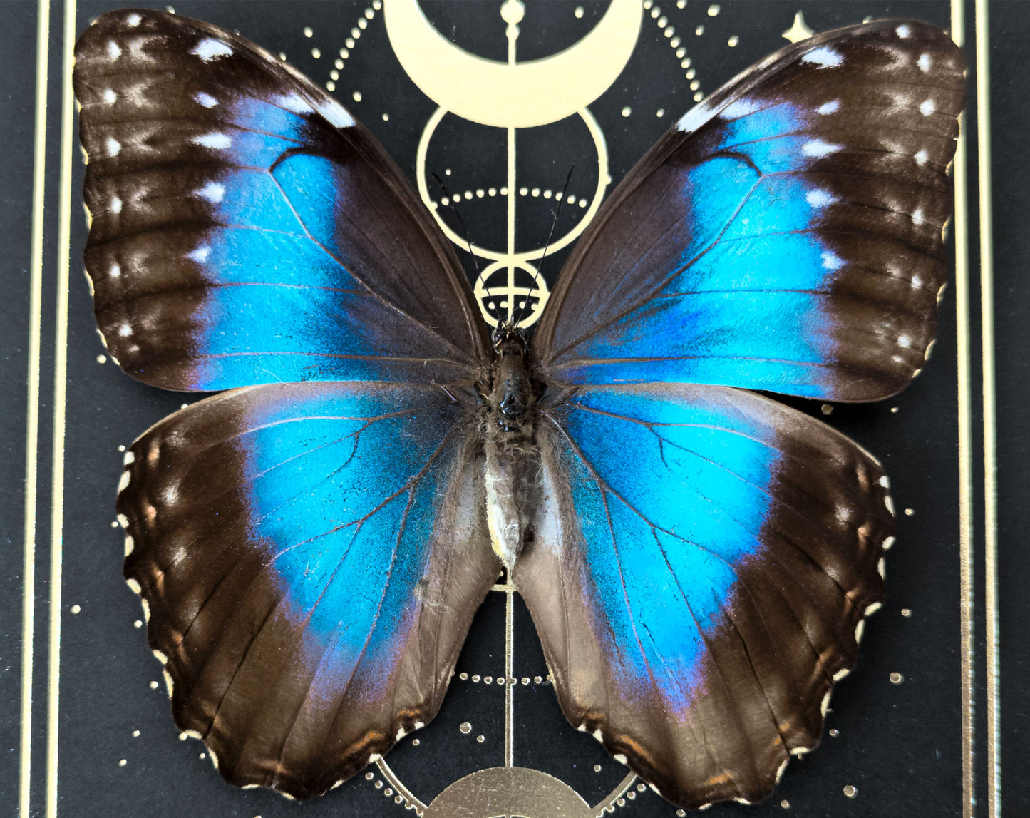 Morpho peleides ♀