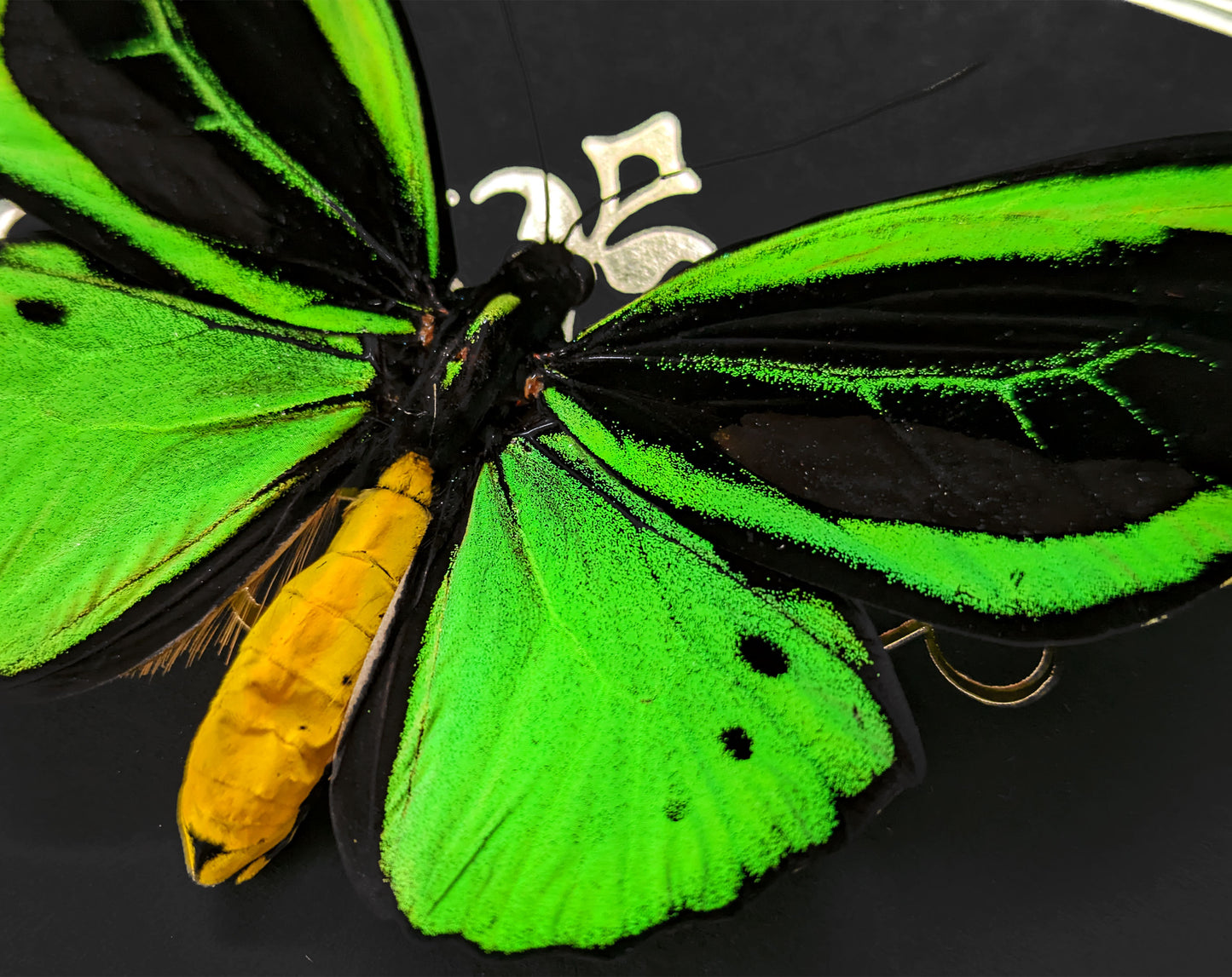 Real Giant Birdwing butterfly framed taxidermy - shops Ornithoptera priamus poseidon