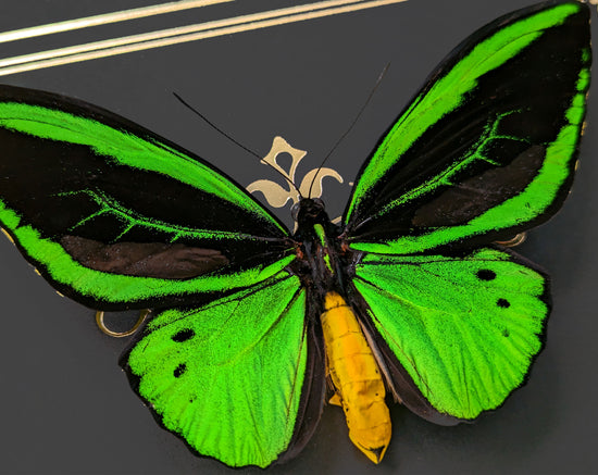 Ornithoptera Priamus Poséidon