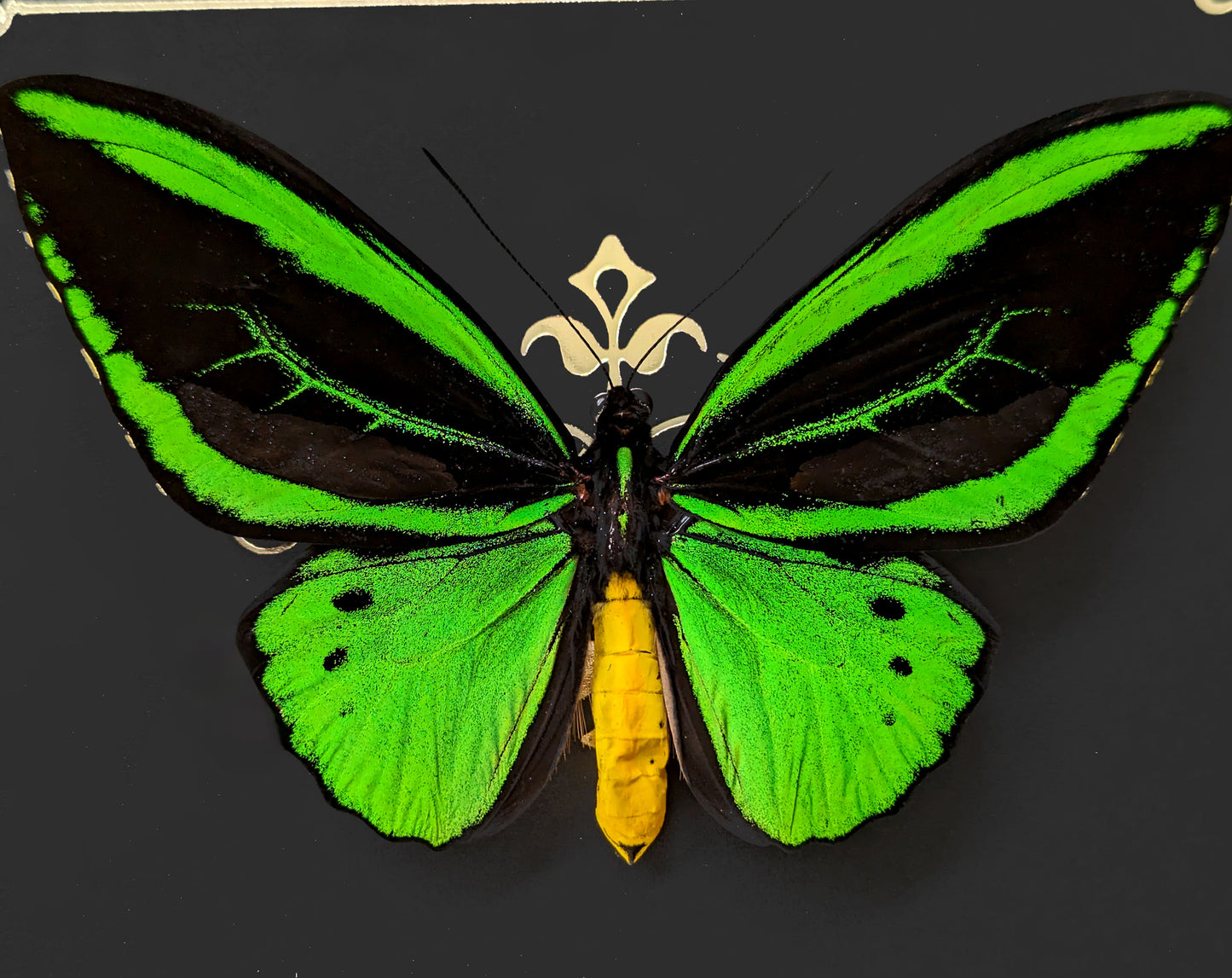 Ornithoptera Priamus Poséidon