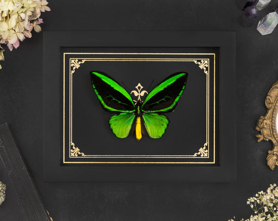 Ornithoptera priamus poseidon