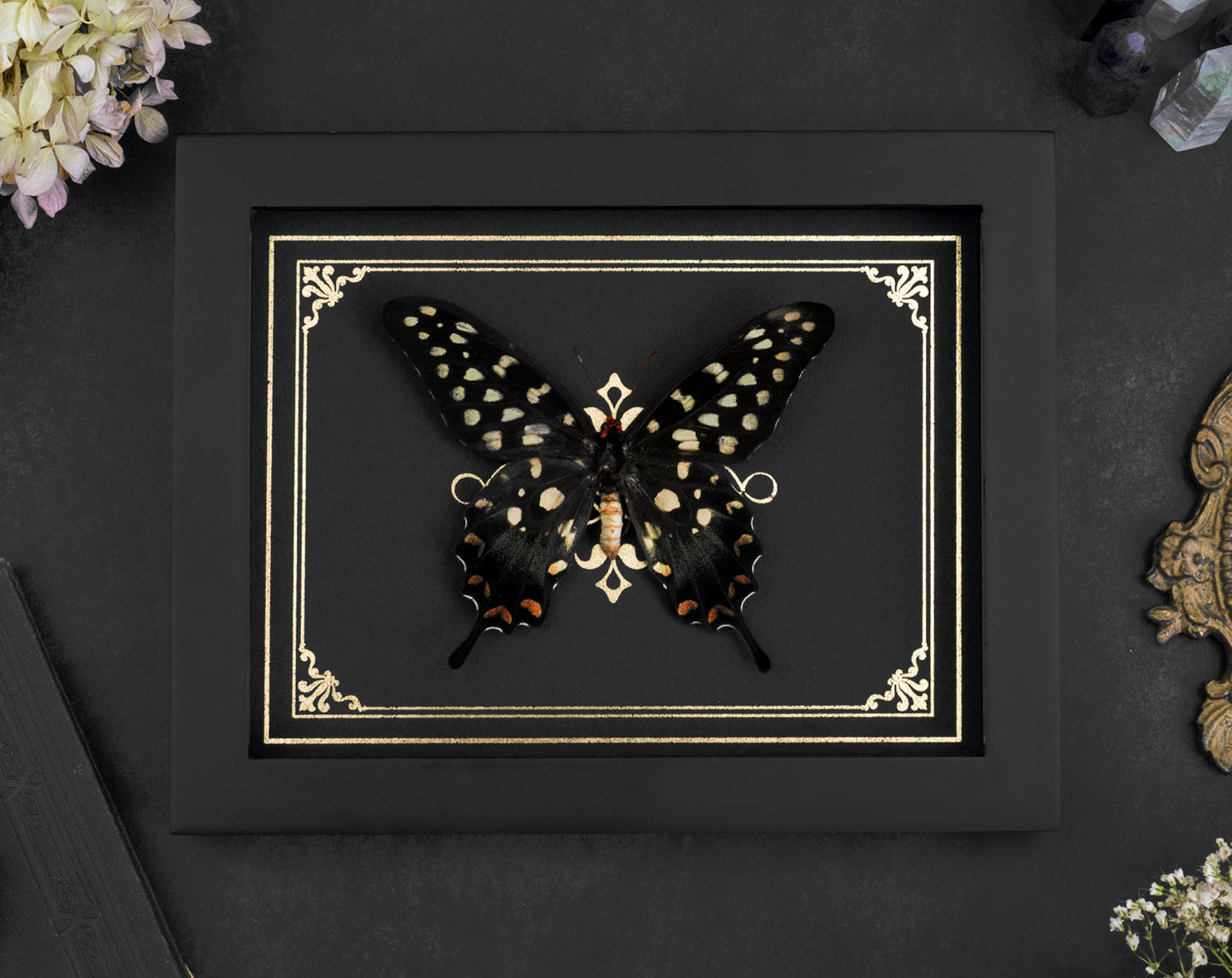 Papilio antérieur