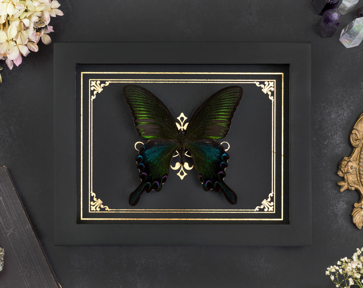 Papilio bianor