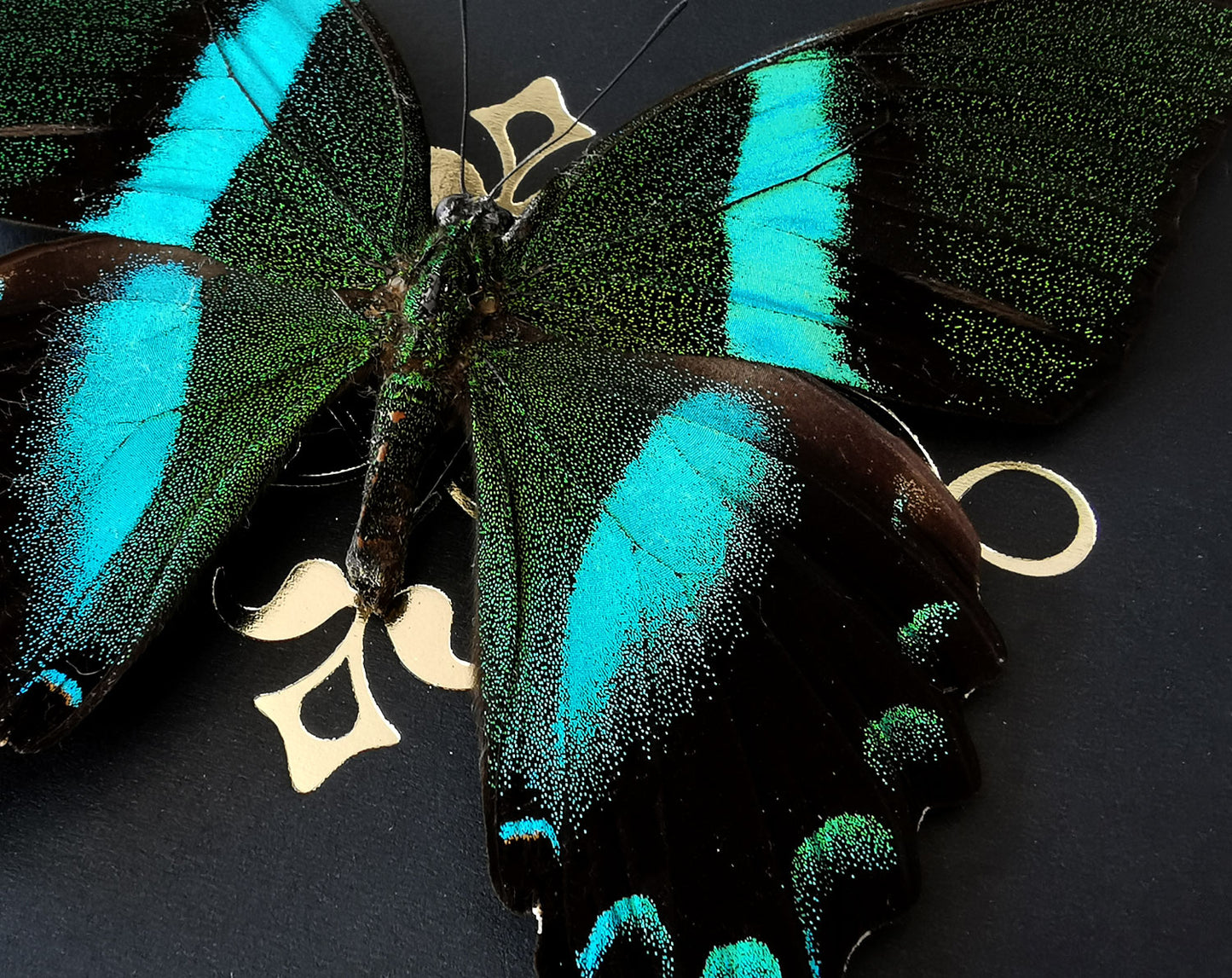 Papilio Blumei ♂