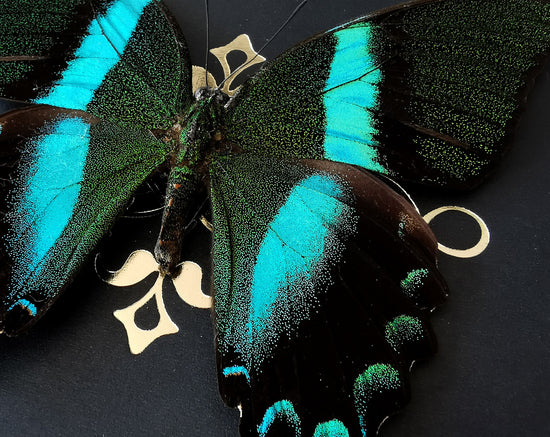 Papilio blumei ♂