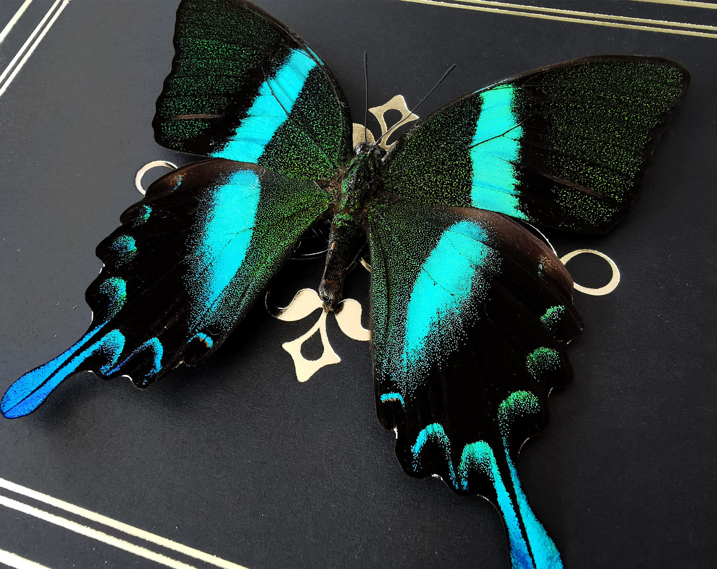 Papilio blumei ♂