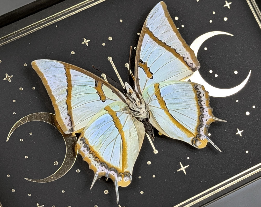 Polyura dolon gerahmt mit Goldprint | echter Schmetterling im Rahmen