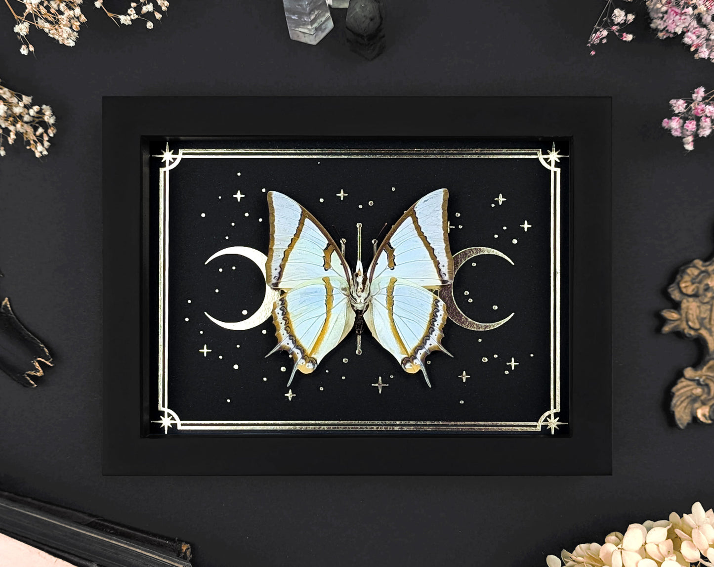 Polyura dolon gerahmt mit Goldprint | echter Schmetterling im Rahmen