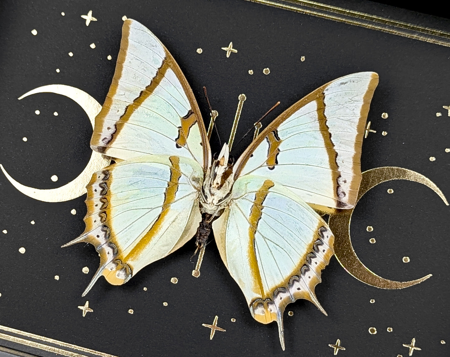 Polyura dolon gerahmt mit Goldprint | echter Schmetterling im Rahmen