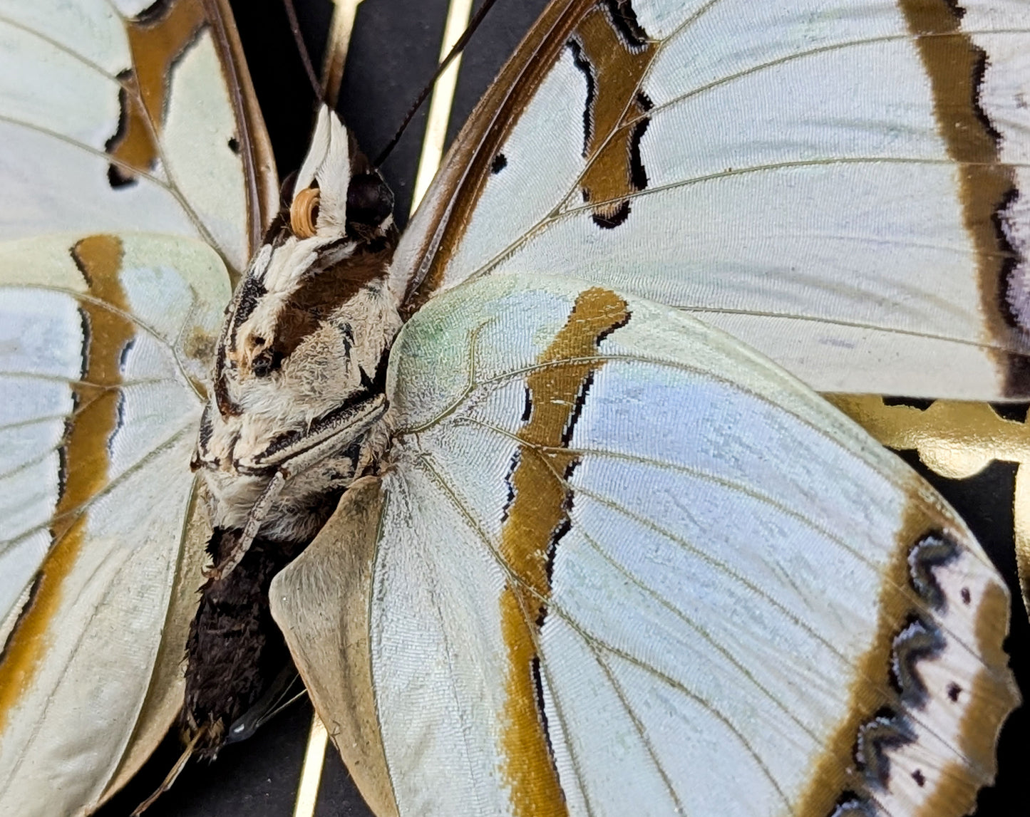 Polyura dolon gerahmt mit Goldprint | echter Schmetterling im Rahmen