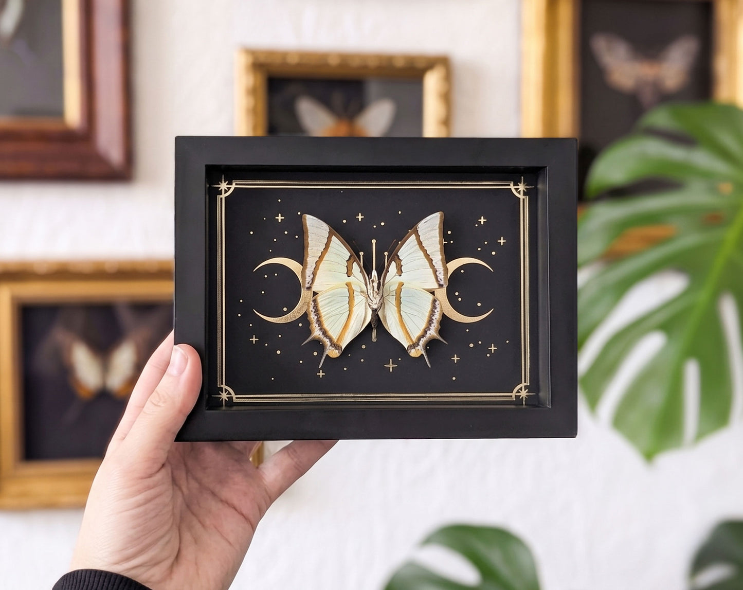 Polyura dolon gerahmt mit Goldprint | echter Schmetterling im Rahmen