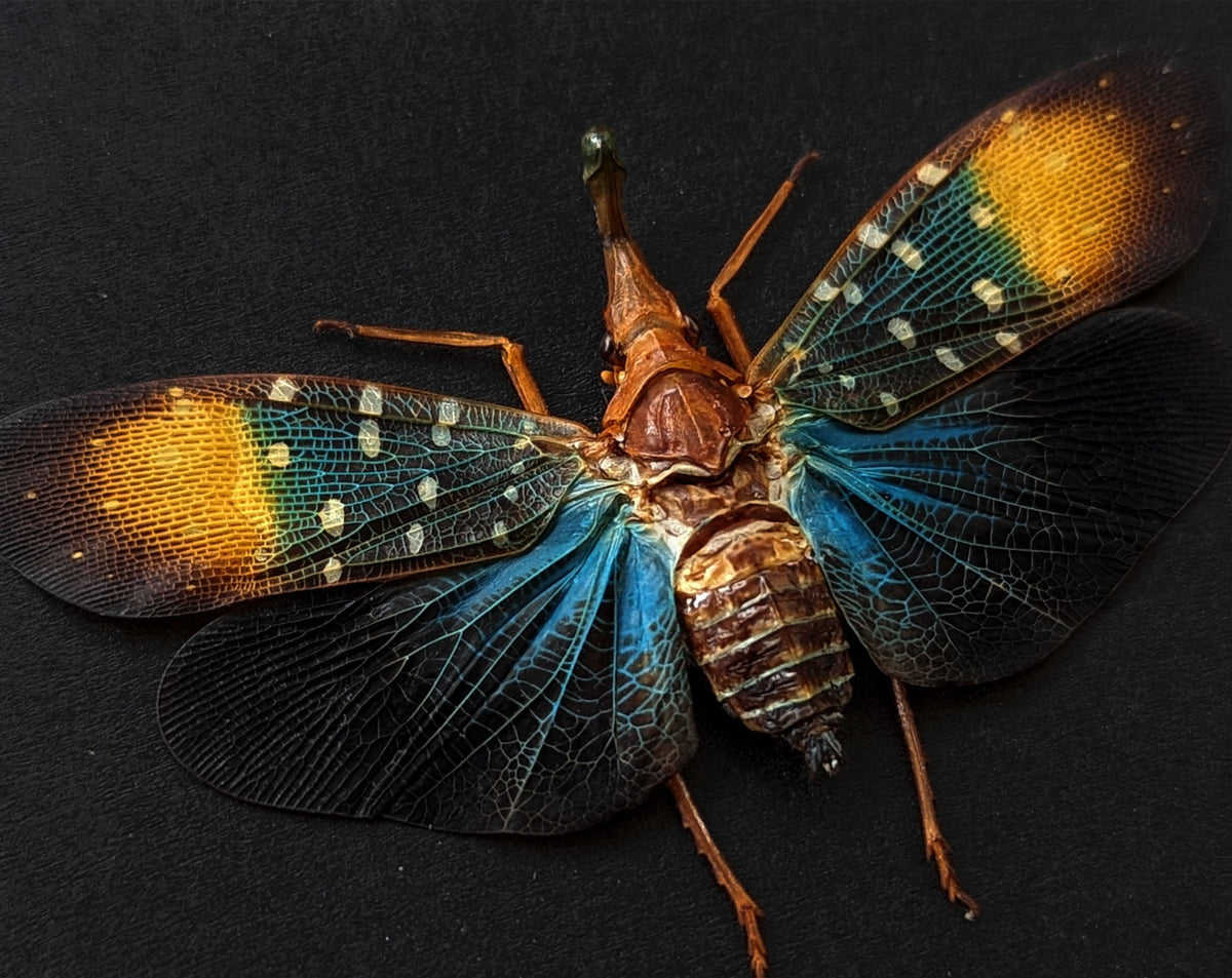 Real insect, Pyrops gunjii Blue-nosed lanternfly with frame Gold print ...