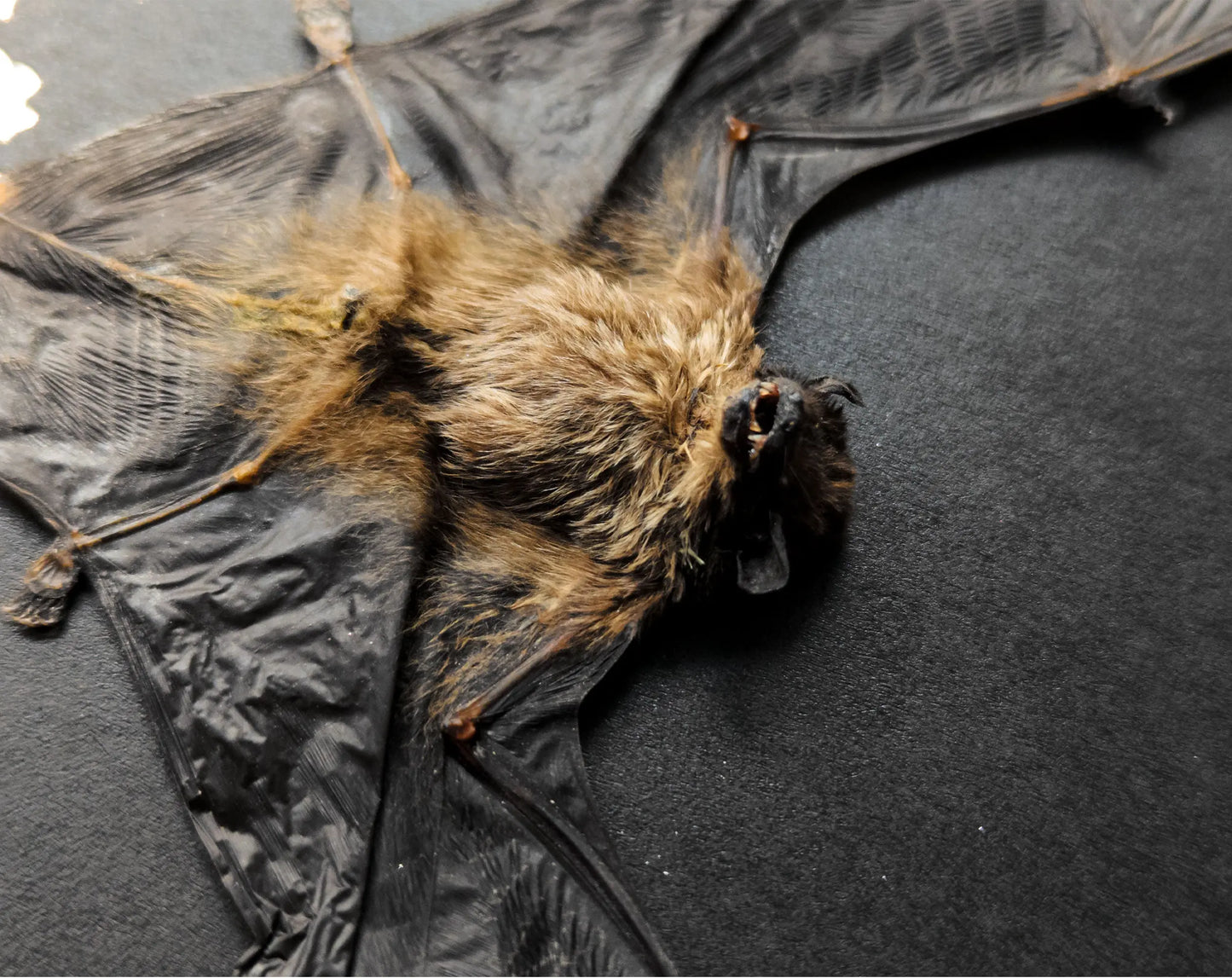 Sunda Insect Ausverkauf! Echte Fledermaus Taxidermie im Rahmen, Tylonycteris ...
